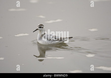 Grigio (Phalarope Phalaropus fulicarius) adulto, piumaggio invernale, nuoto, Norfolk, Inghilterra Foto Stock