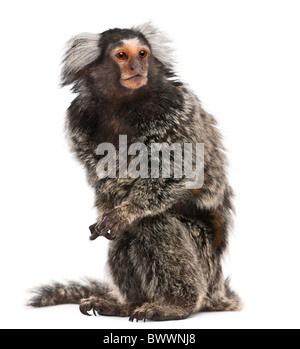 Comune, Marmoset Callithrix jacchus 2 anni, seduto di fronte a uno sfondo bianco Foto Stock