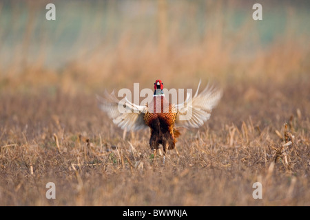 Il fagiano comune (Phasianus colchicus) maschio adulto, sbattimenti ali, in piedi nel campo di stoppie, Inghilterra Foto Stock