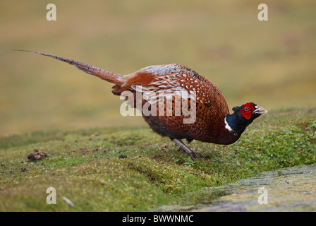 Il fagiano comune (Phasianus colchicus) maschio adulto, bere da uno stagno, Norfolk, Inghilterra, aprile Foto Stock