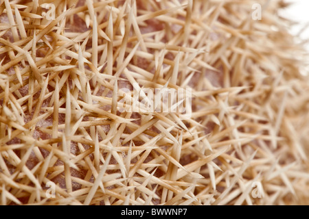 Close-up di quattro-toed Riccio, Atelerix albiventris, 2 anni Foto Stock