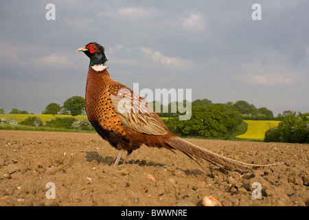 Il fagiano comune (Phasianus colchicus) maschio adulto, in piedi nel campo arato, Suffolk, Inghilterra, può Foto Stock