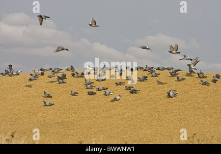 Piccioni selvatici (Columba livia) gregge, alimentando sul mucchio di grano, Spagna Foto Stock