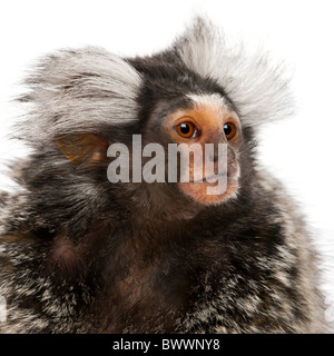 Comune, Marmoset Callithrix jacchus 2 anni, di fronte a uno sfondo bianco Foto Stock