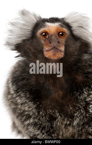 Comune, Marmoset Callithrix jacchus 2 anni, di fronte a uno sfondo bianco Foto Stock