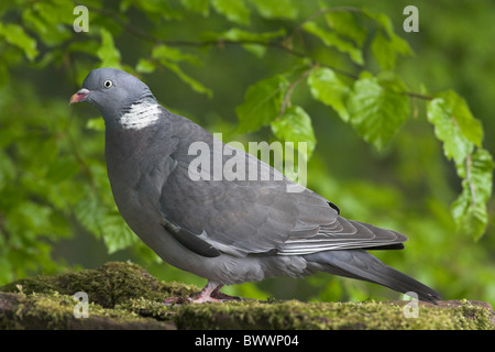 Colombaccio (Columbus palumbus) adulto, in piedi sul mossy stalattite parete, frontiere, Scozia, molla Foto Stock