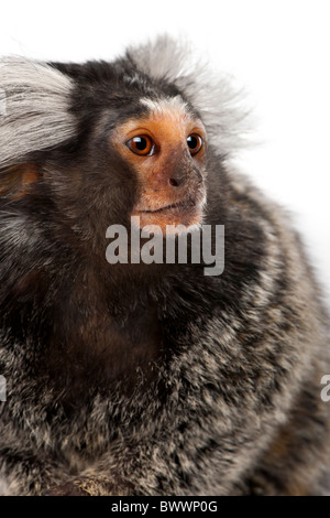 Comune, Marmoset Callithrix jacchus 2 anni, di fronte a uno sfondo bianco Foto Stock