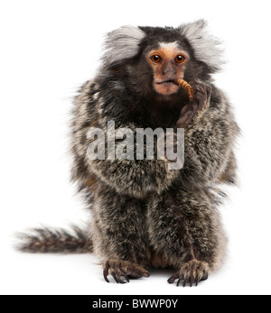 Comune, Marmoset Callithrix jacchus 2 anni, mangiare worm nella parte anteriore del fondo bianco Foto Stock