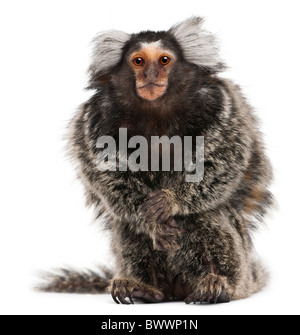 Comune, Marmoset Callithrix jacchus 2 anni, seduto di fronte a uno sfondo bianco Foto Stock