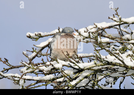 Colombaccio (Columbus palumbus) adulto, arroccato nella coperta di neve albero, West Sussex, in Inghilterra, in febbraio Foto Stock