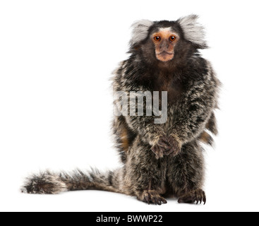 Comune, Marmoset Callithrix jacchus 2 anni, seduto di fronte a uno sfondo bianco Foto Stock