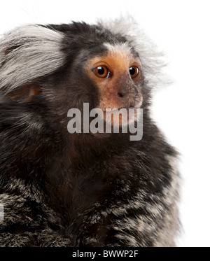 Comune, Marmoset Callithrix jacchus 2 anni, di fronte a uno sfondo bianco Foto Stock