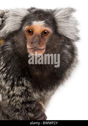 Comune, Marmoset Callithrix jacchus 2 anni, di fronte a uno sfondo bianco Foto Stock