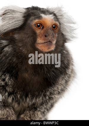 Comune, Marmoset Callithrix jacchus 2 anni, di fronte a uno sfondo bianco Foto Stock