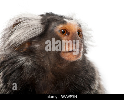 Comune, Marmoset Callithrix jacchus 2 anni, di fronte a uno sfondo bianco Foto Stock