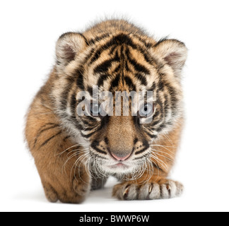 La tigre di Sumatra cub Panthera tigris sumatrae, 3 settimane di età, di fronte a uno sfondo bianco Foto Stock