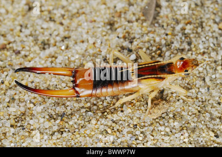 Insetti invertebrati Labidura riparia invertebrato invertebrati animali animali artropodi artropodi insetti insetti dermaptera Foto Stock