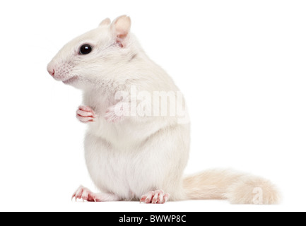 Scoiattolo striado orientale, Tamias striatus, 2 anni, di fronte a uno sfondo bianco Foto Stock