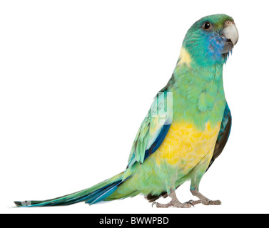 Maschio Ringneck Australiano, Barnardius Barnardi Macgillivrayi, 2 anni, in piedi di fronte a uno sfondo bianco Foto Stock