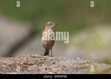 Acqua (Pipit Anthus spinoletta blakistoni) sottospecie orientali, adulto, in piedi sulla roccia, Ili-Alatau N.P., Almaty, Kazakhstan, può Foto Stock