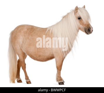 Palomino pony Shetland, Equus caballus, 3 anni, in piedi di fronte a uno sfondo bianco Foto Stock