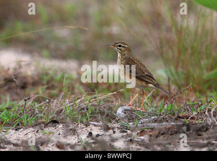 Paddyfield Pipit (Anthus rufulus malayensis) adulto, in piedi sul suolo, Sabah Borneo, Malaysia, gennaio Foto Stock