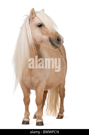 Palomino pony Shetland, Equus caballus, 3 anni, in piedi di fronte a uno sfondo bianco Foto Stock