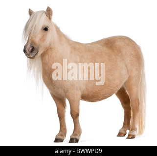 Palomino pony Shetland, Equus caballus, 3 anni, in piedi di fronte a uno sfondo bianco Foto Stock