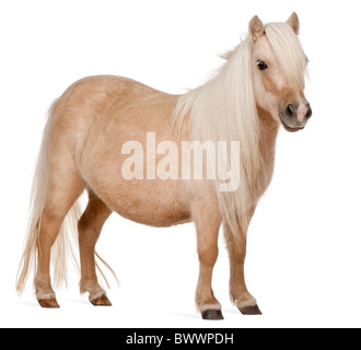 Palomino pony Shetland, Equus caballus, 3 anni, in piedi di fronte a uno sfondo bianco Foto Stock