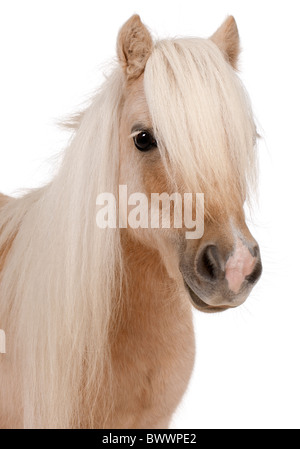 Palomino pony Shetland, Equus caballus, 3 anni, di fronte a uno sfondo bianco Foto Stock