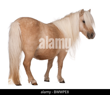 Palomino pony Shetland, Equus caballus, 3 anni, in piedi di fronte a uno sfondo bianco Foto Stock