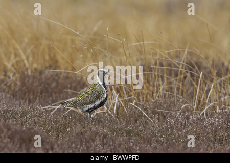 Eurasian Golden Plover (Pluvialis apricaria) adulto, estate piumaggio, permanente sulla brughiera, nello Yorkshire, Inghilterra Foto Stock