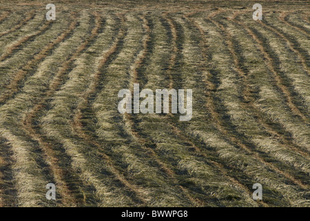 Appena tagliato il fieno in attesa di essere trasformato in balle Foto Stock