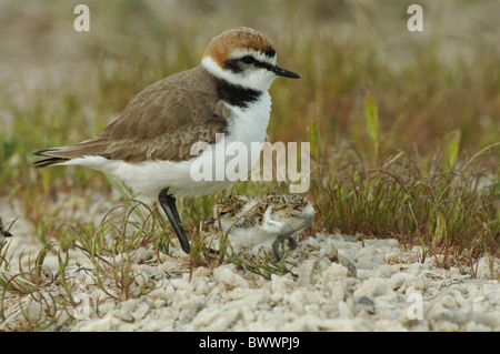 Fratino (Charadrius alexandrinus) maschio adulto con pulcino, Lesbo, Grecia, aprile Foto Stock