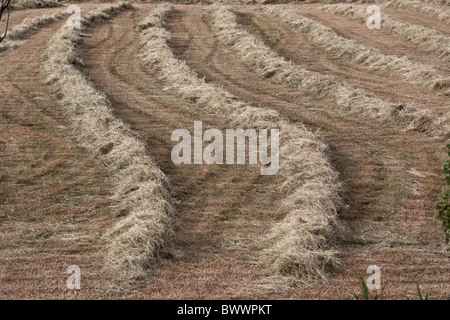 Appena girato in attesa di fieno imballatura Foto Stock