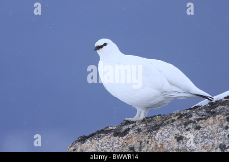 Pernice bianca (Lagopus mutus) adulto maschio, bianco inverno piumaggio, alimentando nella neve, Cairngorms N.P., Highlands, Scozia, febbraio Foto Stock