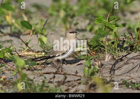 Piccolo Pratincole (Glareola lactea) adulto, in piedi sulla sabbia, Morjim Beach, Goa, India, novembre Foto Stock