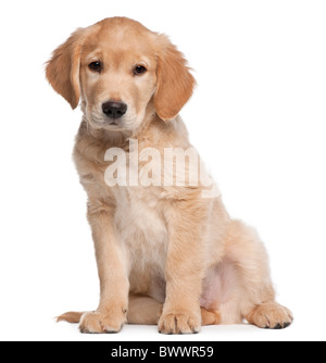Golden Retriever cucciolo, 2 mesi di età, seduto di fronte a uno sfondo bianco Foto Stock