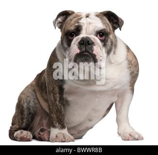 Bulldog inglese, 18 mesi di età, seduto di fronte a uno sfondo bianco Foto Stock