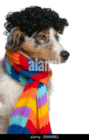 Pastore australiano cucciolo indossando una parrucca e sciarpa, 5 mesi di età, di fronte a uno sfondo bianco Foto Stock