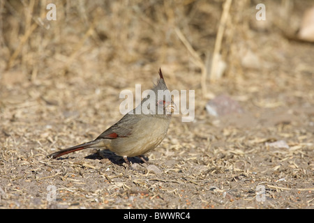 (Pyrrhuloxia Cardinalis sinuatus) femmina adulta, avanzamento sul terreno, Bosque del Apache, Nuovo Messico, U.S.A. Foto Stock