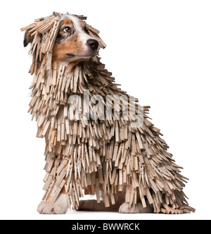 Pastore australiano cucciolo coperto con Clothespins, 5 mesi di età, seduto di fronte a uno sfondo bianco Foto Stock