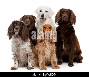 Il Labrador Retriever, American Cocker Spaniel, inglese Cocker Spaniel e Kuvask seduto davanti a uno sfondo bianco Foto Stock