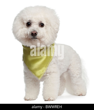 Bishon Frise indossa foulard, 7 anni, in piedi di fronte a uno sfondo bianco Foto Stock