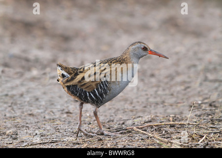 Water Rail (Rallus aquaticus) adult, standing on wet ground, Leicestershire, England, winter Foto Stock
