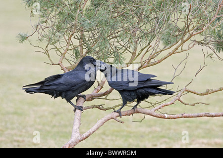Comune di Corvo Imperiale (Corvus corax) Coppia adulta, il comportamento di corteggiamento, maschio femmina di alimentazione, arroccato in pino silvestre, Inghilterra, dicembre Foto Stock