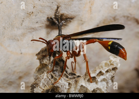 Belonogaster sausserei invertebrati insetto speleologia Socotra Yemen Wasp Nest grotta animali animali wasp vespe insetti insetto Foto Stock