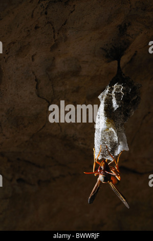 Belonogaster sausserei invertebrati insetto speleologia Socotra Yemen Wasp Nest grotta animali animali wasp vespe insetti insetto Foto Stock