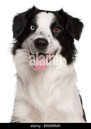 Border Collie, 14 mesi di età, di fronte a uno sfondo bianco Foto Stock