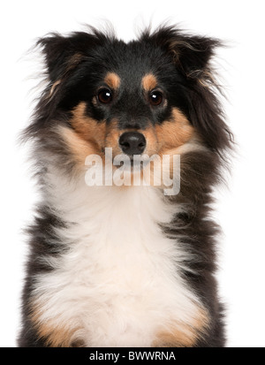 Shetland Sheepdog cucciolo, 6 mesi di età, di fronte a uno sfondo bianco Foto Stock